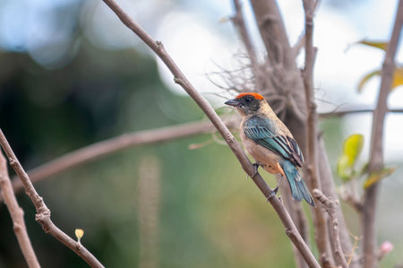 A close-up of a beautiful Bush Tanager perched delicately on a tree branch, displaying its vibrant orange, black, beige, and turquoise plumage. The sharp focus on the bird contrasts with a softly blurred natural background, creating a serene and detailed wildlife image.の写真素材