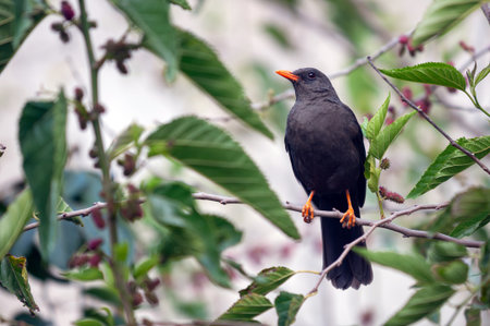 A dark-plumaged Andean Blackbird with a bright orange beak and legs perched on a mulberry tree branch.の写真素材