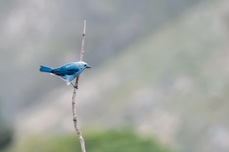 A minimalist and serene shot of a Blue Tanager (Thraupis episcopus) perched on a thin, dry branch.の写真素材