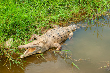 A Coastal Crocodile (Crocodylus acutus) remains on the muddy bank of a river, displaying its powerful, open jaw. Also known as the Tumbes Crocodile in Peru.の写真素材