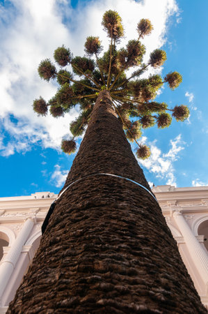 An imposing araucaria tree, also known as the ParanÃ¡ pine, captured in a dramatic low-angle shot that highlights its thick trunk and unique canopy against a blue sky.の写真素材