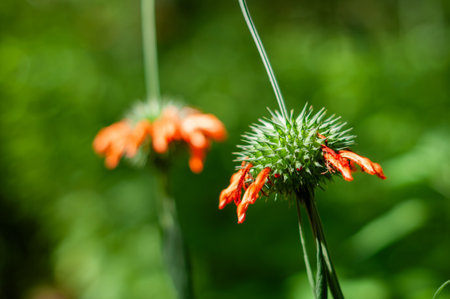 Close-up of the Leonotis nepetifolia flower, an exotic species known for its spherical, spiny inflorescence with orange petals. Although ornamental, it is an invasive plant that threatens biodiversity.の写真素材