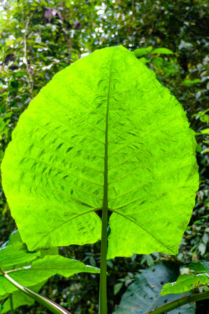 A huge backlit leaf, revealing its intricate texture and veins in the middle of the lush Ecuadorian jungle. A close-up of nature's beauty.の写真素材