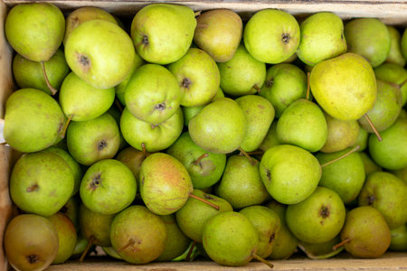 A rustic wooden box filled with freshly picked green pears. This image of abundance evokes the local market, sustainable agriculture, and natural, healthy eating.の写真素材