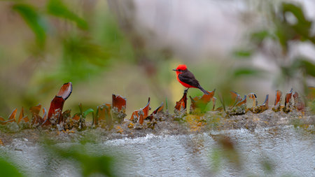 A small, vivid red flycatcher boldly perches on the sharp and dangerous broken glass of an urban wall. A powerful image of contrast, resilience, and the survival of nature.の写真素材