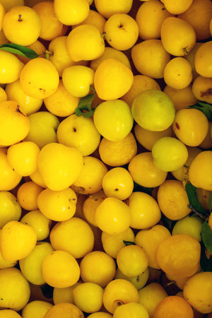 Aerial view of a pile of fresh and juicy yellow plums, freshly picked. A vibrant image evoking concepts of abundance, healthy eating, the local market, and the texture of natural fruit.の写真素材