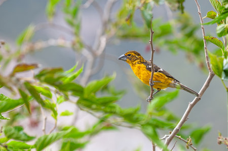 A female Yellow-bellied Grosbeak (Pheucticus chrysogaster) perches on a branch, displaying its yellow plumage in its natural habitat in the Ecuadorian Andes. A serene scene of local wildlife.の写真素材
