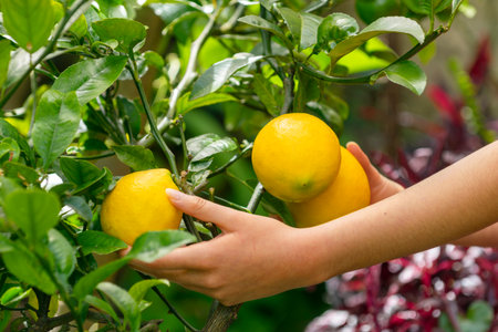 A person's hands harvesting fresh yellow lemons directly from the branch of a lemon tree. This image evokes a concept of organic farming and healthy eating, showing citrus fruit in a lush, natural garden.の写真素材