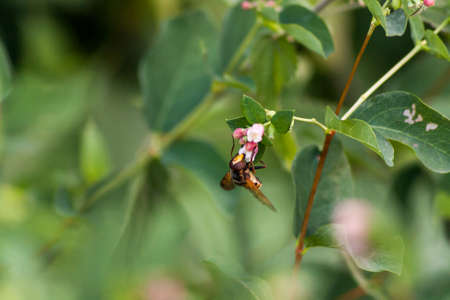 Overflies on flowerの写真素材