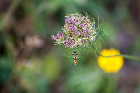 hoverflies landing on flowerの写真素材