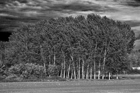 Betulleの写真素材