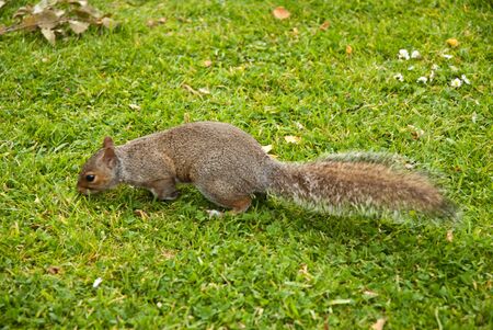 squirrelの写真素材