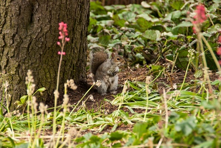 squirrelの写真素材