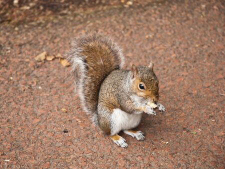 squirrelの写真素材