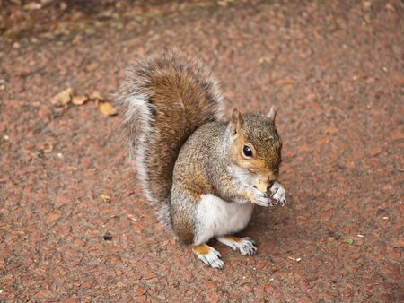 squirrelの写真素材