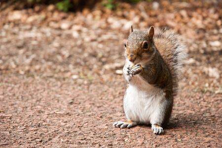 squirrelの写真素材