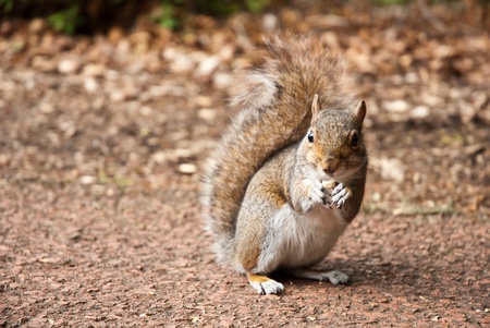 squirrelの写真素材
