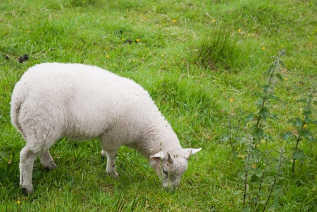 Sheep grazing in Englandの写真素材