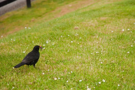 Blackbird with a wormの写真素材
