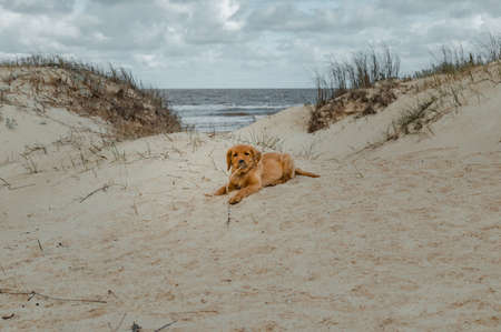 Vertical shot of a golden puppy running on the beach with a nose full of sand.の写真素材