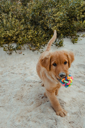 Vertical shot of a golden puppy running on the beach with a nose full of sand.の写真素材