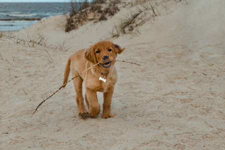Vertical shot of a golden puppy running on the beach with a nose full of sand.