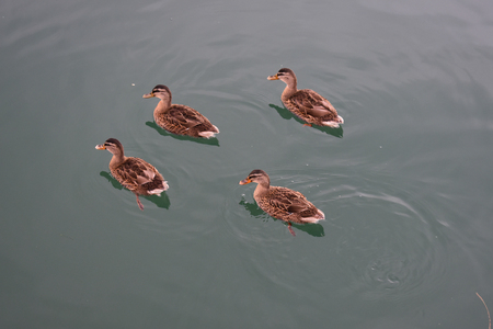 Ducks on Manfredoniaの写真素材