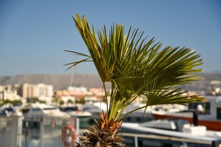 Palm in the touristic harbor by morningの写真素材