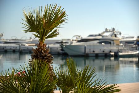 Palm in the touristic harbor by morningの写真素材