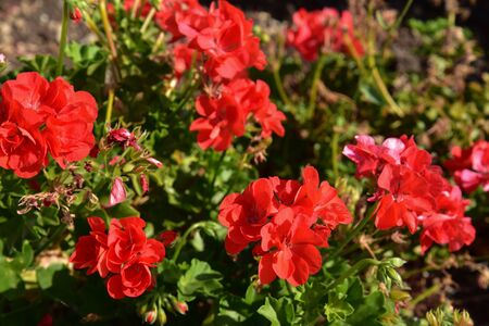 Red geraniums in the flowerbed by morning at summerの写真素材