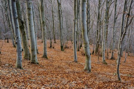 autumnal forest with leaves on the groundの写真素材