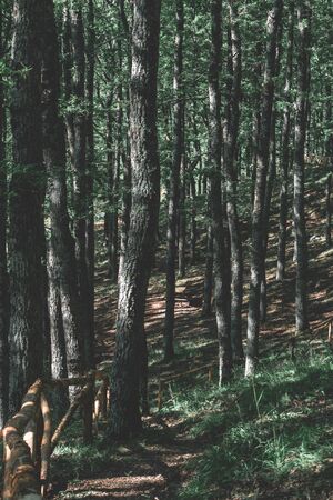 Autumn in Pollino National Park (Basilicata - Italy)の写真素材
