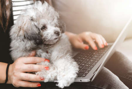 Portrait of a young woman typing and working on laptop with poodle puppy resting on her legs looking at the screen - friendship and love with dogs concept - warm flare on backgroundの写真素材