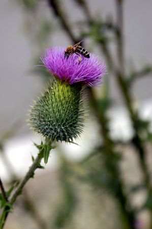 Bee on a thistle flowerの写真素材
