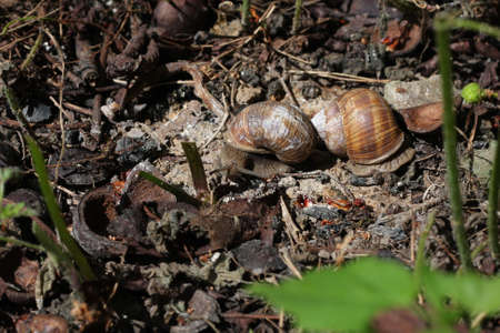two snailsの写真素材