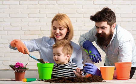 Family plant flowers in pot. Child with parents cares for plants together. Little boy with mother, father gardening at home. Mom, dad&son planting flowers at home. Flower ground. Work for whole familyの写真素材