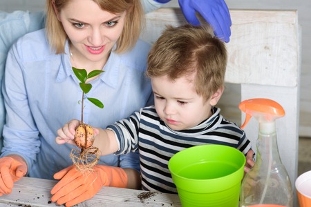 Mother and son planting flower at home. Gardening, planting - mom with little gardener boy planting flower in flowerpot. Cute boy helps mother to care for plants. Gardening discovering and teaching.の写真素材