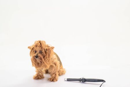 Dog grooming. Pet salon. Petshop. Dog. Beauty salon for animals. Grooming. Dog hairstyle. Pet grooming. Animal clinic. Vet. Yorkshire.の写真素材