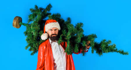 Businessman in Santa hat with Christmas tree. Bearded man with fir-tree. Santa Claus carries pine...