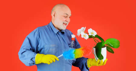 Happy old man wipes leaves of Phalaenopsis orchid with duster. Care for houseplants. Home gardening.