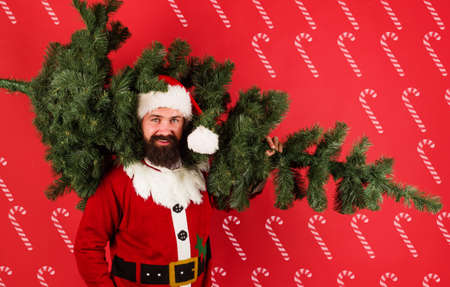 Santa Claus with Christmas tree. Winter holidays. Bearded man in Santa costume carries New Year fir-tree.の写真素材