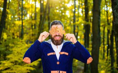 Bearded man with oak leaves in park. Autumn background. Leaf fall. Sunny day. Autumn moodの写真素材