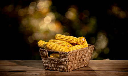 Corn harvest in rustic basket. Corn organic harvest. Corn agriculture concept. Corn harvest agriculture season. Maize Farming. Maize crop.の写真素材