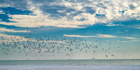 Seagulls flying on sky. Seagulls over coastal landscape. Seagulls in motion on shoreline. Seagulls...