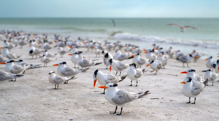 Seagulls resting in flock on beach. Seagulls standing on sand in sea beach. Seagulls on shoreline. Seagulls on seaside in natural environment.の写真素材