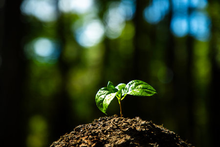 Plant in soil on nature background. E Environment global ecology. Environment green nature....