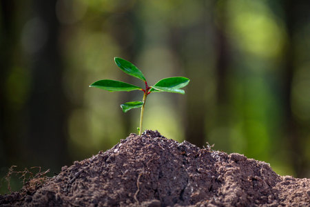 Plant in soil on green nature background. Environment climate protection. Environment eco renewable. Environment earth day. Environment natural biology.の写真素材