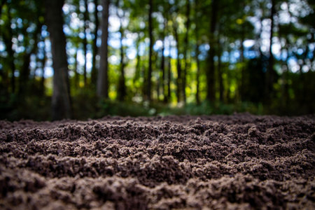 Soil texture with green nature bokeh background. Soil surface. Ground for eco design projects. Fertile soil and humus. Closeup of dirt and clay in farm field. Soil for planting. Cultivated land.の写真素材