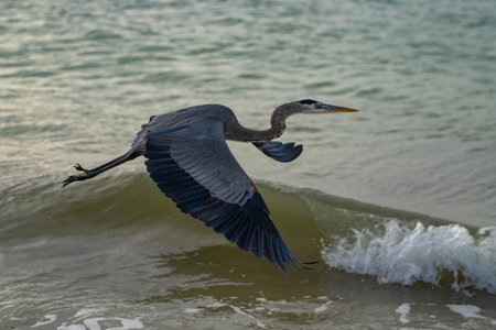 Heron bird fly near on sea. Heron bird on sea. Heron bird on nature. Heron bird in wild coastal.の写真素材