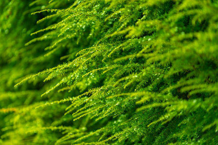 Green pine texture in nature. Conifer branches on background. Evergreen needles for eco freshness....